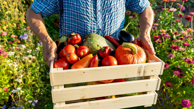 Farmer with vegetable harvest box in garden plot