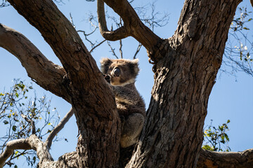 Koala sitting tree eating leaves cute nose