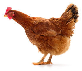 Brown laying hen isolated on white background