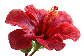 Close-up of a vibrant red hibiscus flower