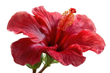Close-up of a vibrant red hibiscus flower