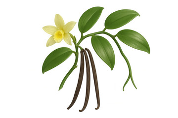 Vanilla orchid plant showing flower, green leaves, and aromatic dried beans, a flavor ingredient on transparent background