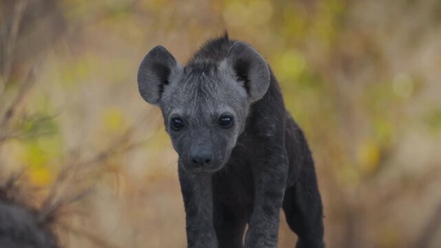 Hyena cub lies beside sibling near den in warm evening light, South Africa