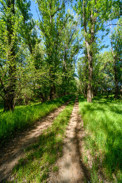 Fototapeta A picturesque spring scene in the woods, with a muddy path and the sun shining through the tree foliage onto the ground.