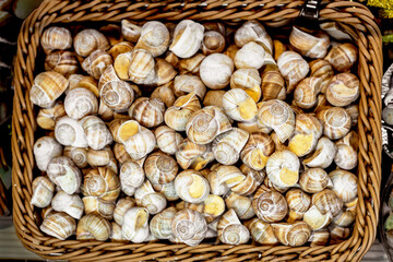 Edible snails  close-up