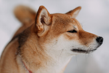 An Akita Inu in the snow 7191.