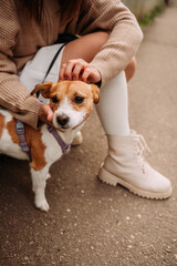A woman pets a dog 7278.