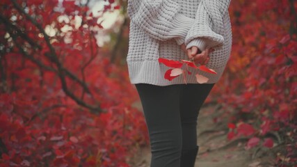 Silhouette beautiful young woman walking in autumn park along path nature orange foliage trees deep forest woods. lonely adult girl back rear view hand holding red leaf calm mood. knitted long sweater - Powered by Adobe