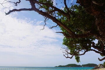 A tree with dense green foliage is prominently positioned on the right, framing a serene seascape. Koh Larn, Thailand