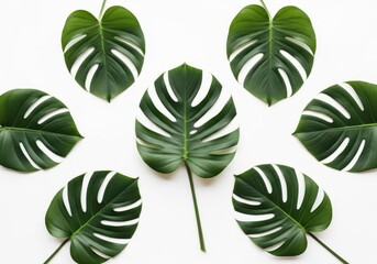 Obraz premium Arrangement of fresh green monstera leaves on a clean white background