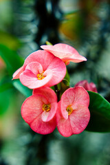 Floral harmony at the foot of the sacred Javanese stones