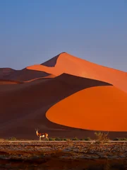 Fototapeten Antilope Springbok or springbuck Antidorcas marsupialis, slender, long-legged antelope found mainly in south and southwest Africa, genus Antidorcas, walk on the red dunes of Namib Desert  © phototrip.cz