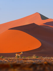 Springbok or springbuck Antidorcas marsupialis, slender, long-legged antelope found mainly in south...