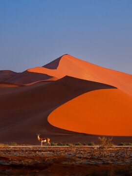 Springbok or springbuck Antidorcas marsupialis, slender, long-legged antelope found mainly in south and southwest Africa, genus Antidorcas, walk on the red dunes of Namib Desert