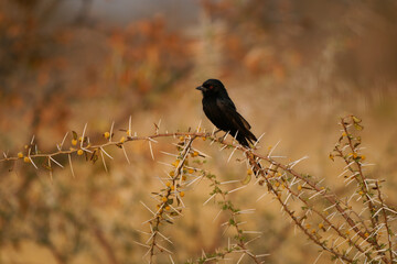 Fork-tailed Drongo - Dicrurus adsimilis also Common drongo, African drongo or savanna drongo,...