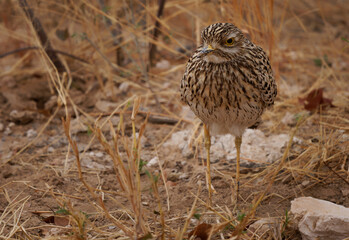 Spotted thick-knee Burhinus capensis, also Spotted dikkop or Cape thick-knee, wader in Burhinidae, bird native to tropical regions of central and southern Africa under the bush
