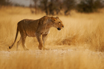 Lion - Panthera leo king of the animals, the biggest african cat walk in savannah and desert,...