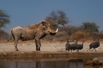 Common Warthog - Phacochoerus africanus  wild member of pig family Suidae found in grassland,...