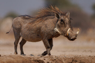 Common Warthog - Phacochoerus africanus  wild member of pig family Suidae found in grassland, savanna, and woodland, beautiful portrait of warthog pig in savannah in Africa, animals around the water