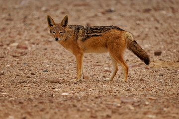 Black-backed Jackal - Canis mesomelas or saddle-backed, grey, silver-backed, red and golden jackal,...