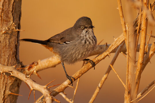 Chestnut-vented warbler or tit-babbler or Rufous-vented warbler Curruca subcoerulea, bird breeds in southern Africa in a range of habitats fynbos, scrub, thickets and dry riverbeds