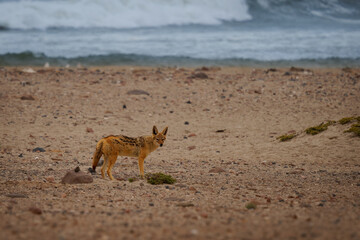 Black-backed Jackal - Canis mesomelas or saddle-backed, grey, silver-backed, red and golden jackal,...