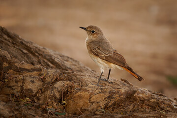 Familiar chat Oenanthe familiaris small passerine bird of flycatcher family Muscicapidae, common resident breeder in Africa south of the Sahara in rocky and mountainous habitat