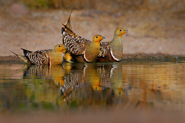 Namaqua sandgrouse Pterocles namaqua ground-dwelling bird found in arid regions of south-western Africa, walk in desert, drink in water holes, males and females fly in flock