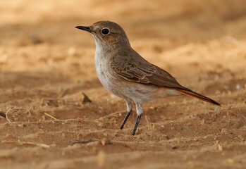 Familiar chat Oenanthe familiaris small passerine bird of flycatcher family Muscicapidae, common resident breeder in Africa south of the Sahara in rocky and mountainous habitat