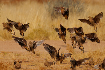 Namaqua sandgrouse Pterocles namaqua ground-dwelling bird found in arid regions of south-western Africa, walk in desert, drink in water holes, males and females fly in flock