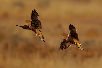 Namaqua sandgrouse Pterocles namaqua ground-dwelling bird found in arid regions of south-western Africa, walk in desert, drink in water holes, males and females fly in flock
