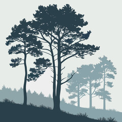 Obraz premium Silhouettes of tall pine trees and a dense forest in the background with a light gray sky and subtle grassy foreground creating a serene natural landscape