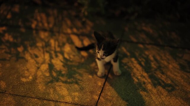 Street Cat Under Dramatic Light with Tree Shadows on Urban Pavement at Night