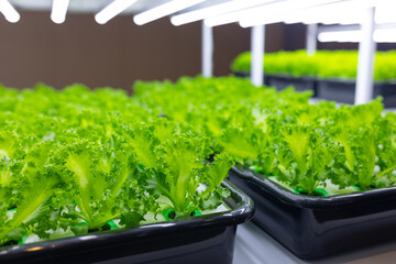 Indoor vegetable farm, Organic green oak salad plant planting at room with lighting eco system