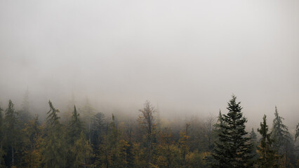 A foggy forest autumn scene