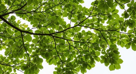 Sunlight filters through vibrant green leaves and tree branches against bright sky