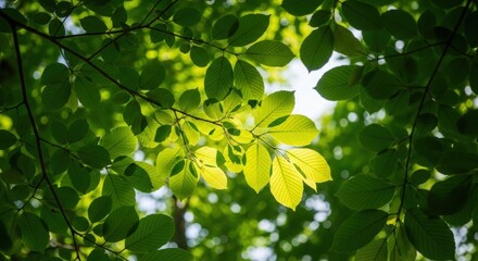 Sunlight filters through vibrant green leaves creating a natural canopy overhead view