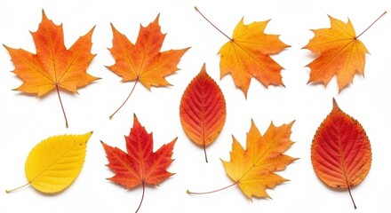 Colorful autumn leaves in vibrant shades of red orange and yellow on white backdrop