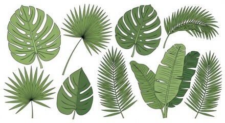 Collection of tropical leaves including monstera palm and banana leaves on white