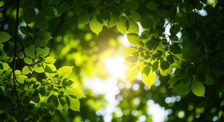 Sunlight filters through vibrant green leaves creating a natural peaceful scene