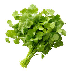 coriander