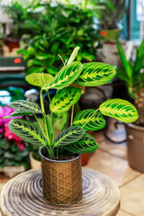 Maranta leuconeura Kerchoveana called Prayer plant in the room.