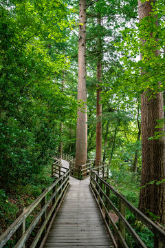Forest Hiking Walk With Fork Near Village Betws-y-Coed In Snowdonia National Park In Wales, United Kingdom