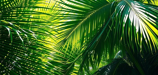 Lush green tropical palm leaves, sunlight dappled,   nature background,   jungle background
