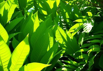 Lush, vibrant green tropical leaves, sunlight dappled,  flora,  pattern