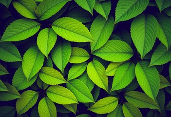 Vibrant green leaves arranged in a natural, overlapping pattern,  texture,  leaves background