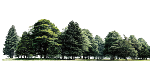 Lush green trees in a park-like setting