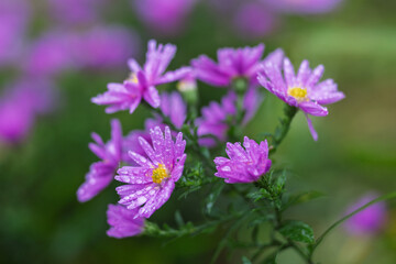 Cluster of vibrant purple aster flowers, their petals adorned with sparkling water droplets, set against a soft green background, showcasing nature's delicate beauty.
