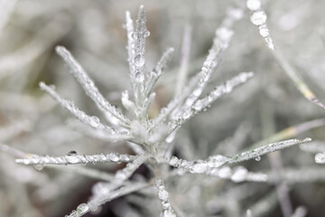 Delicate plant covered in morning dew, glittering in the soft light. A tranquil, natural scene. The small droplet reflects nature's serenity.