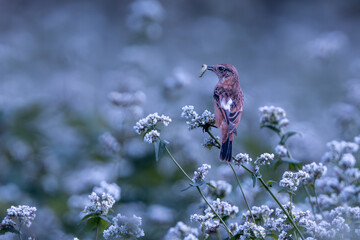 白い蕎麦畑とノビタキ